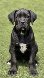 Cuccioli cane corso