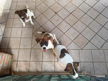 cuccioli di Jack Russell 