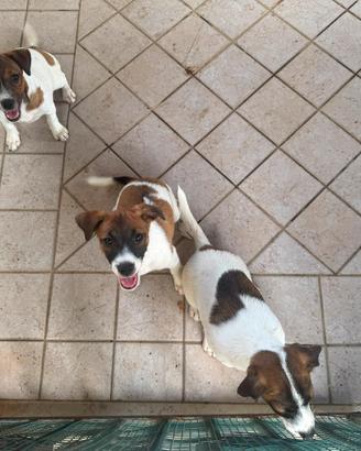 cuccioli di Jack Russell 
