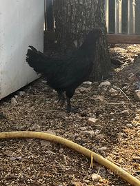 Galletti Ayam cemani