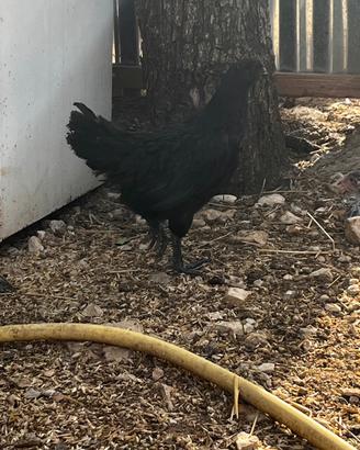 Galletti Ayam cemani