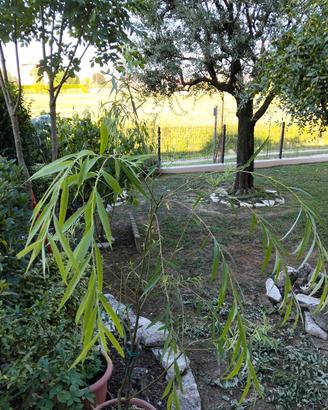 Albero di salice piangente 