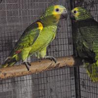 Amazzone a Fronte Blu