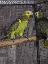 Amazzone a Fronte Blu