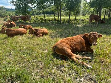 Torelli -Manze razza LIMOUSINE Biologici