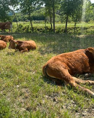 Torelli ; LIMOUSINE Biologici
