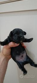 Maltipoo