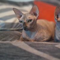 Gatta sphynx