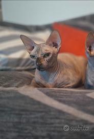 Gatta sphynx