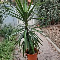 Pianta yucca elephantipes