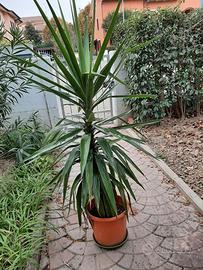 Pianta yucca elephantipes