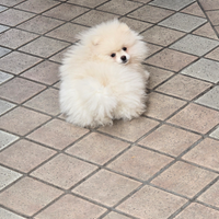 Autista patente CE CQC TCT