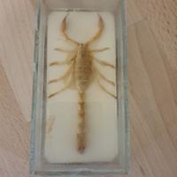 scorpione da collezione