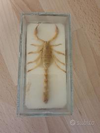 scorpione da collezione