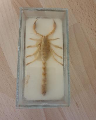 scorpione da collezione