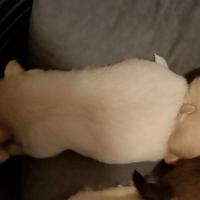 6 cuccioli di 30 giorni Spitz Pomeriana