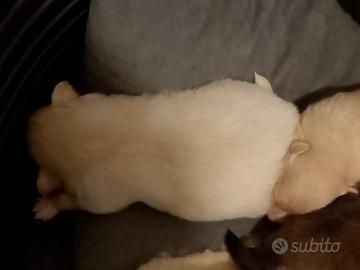 6 cuccioli di 30 giorni Spitz Pomeriana