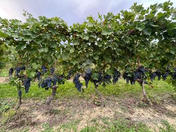 TER. AGRICOLO A CALAMANDRANA