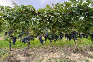TER. AGRICOLO A CALAMANDRANA