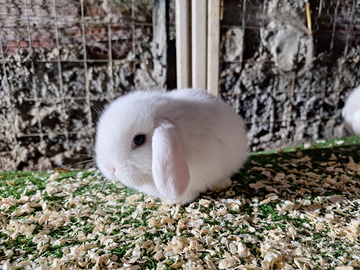 Conigli nani Minilop