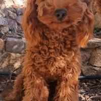 Barboncino Red Toy per monta - accoppiamento