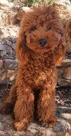 Barboncino Red per monta - accoppiamento