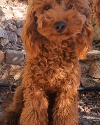 Barboncino Red Toy per monta - accoppiamento