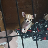 Chihuahua cucciole