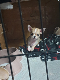 Chihuahua cucciole