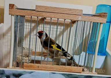 Cardellino per accoppiamento