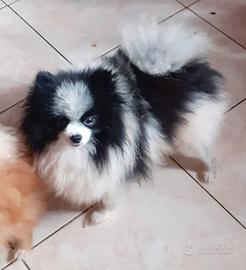 Spitz di pomerania nano adulto