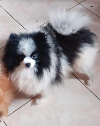 Spitz di pomerania nano adulto