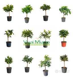 Pianta di Agrumi in vaso 20 - Scegli tu la varietà