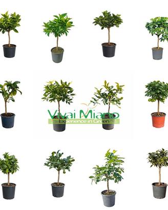 Pianta di Agrumi in vaso 20 - Scegli tu la varietà