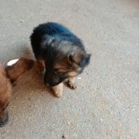 Femmina pastore tedesco