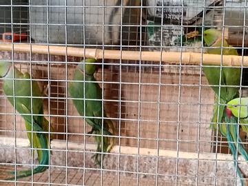 Parrocchetti dal collare