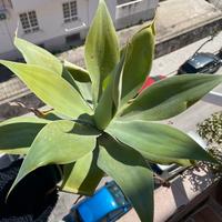 Pianta Agave attenuata