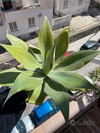 Pianta Agave attenuata