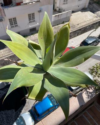 Pianta Agave attenuata