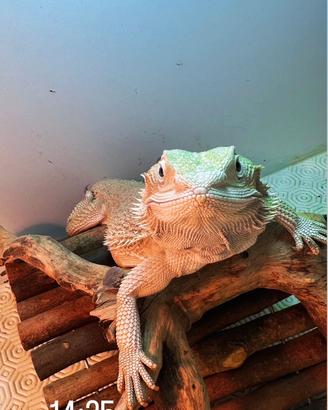 Pogona vitticepes