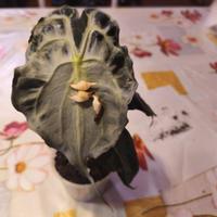 alocasia venom cormo