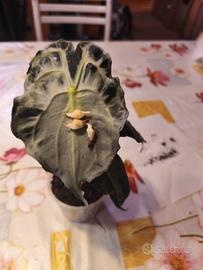 alocasia venom cormo