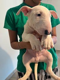 Disponibili cuccioli bull terrier standard