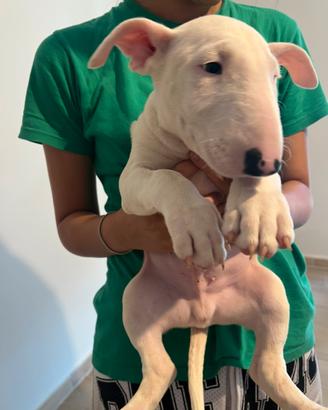 Disponibili cuccioli bull terrier standard