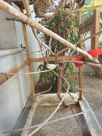 Diamantini mandarino