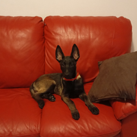 Cuccioli pastore belga malinois