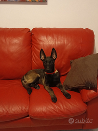 Cuccioli pastore belga malinois