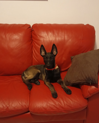 Cuccioli pastore belga malinois