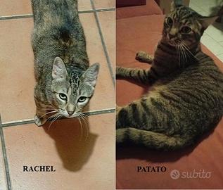 RACHEL e fratello, inseparabili