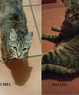 RACHEL e fratello, inseparabili